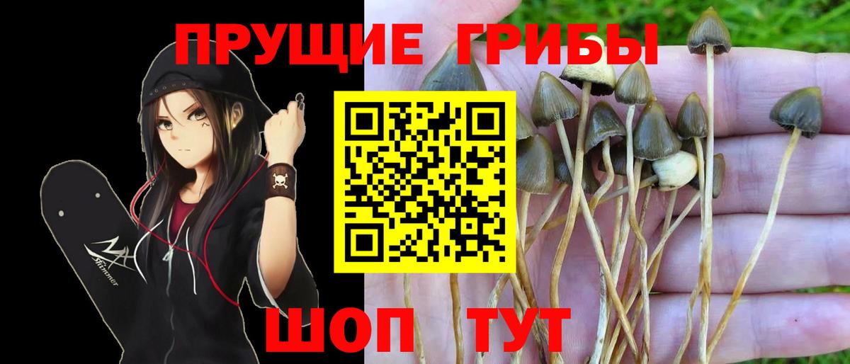 Кольчугино  Псилоцибиновые грибы Cubensis  Вход с VPN 